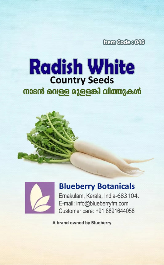 Radish Seeds - White Country Variety 100 Seeds | Blueberry Botanicals