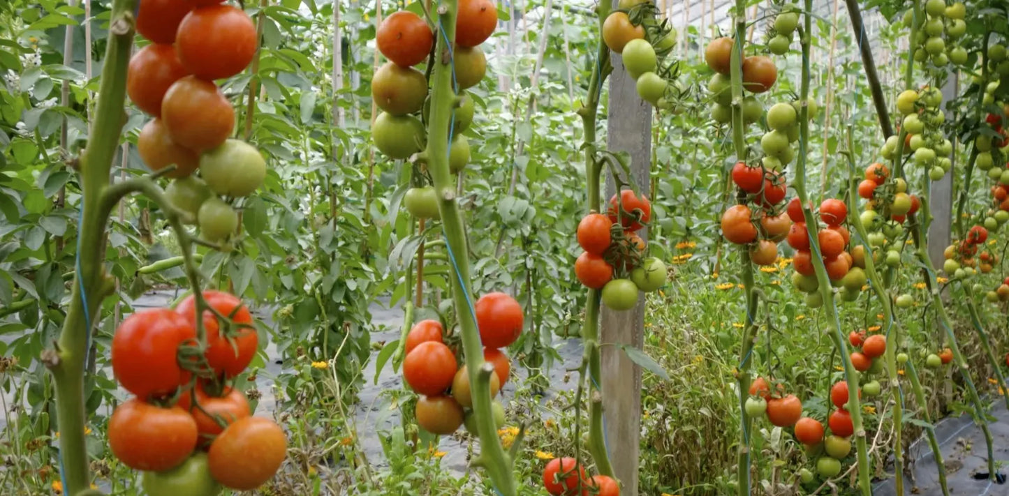 Country Tomato Seeds 80pcs - Traditional Heirloom Variety-Blueberry Botanicals