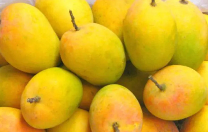 Alphonso Mango 30cm | Ratnagiri King | Blueberry Botanicals