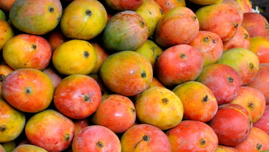 Alphonso Mango 30cm | Ratnagiri King | Blueberry Botanicals