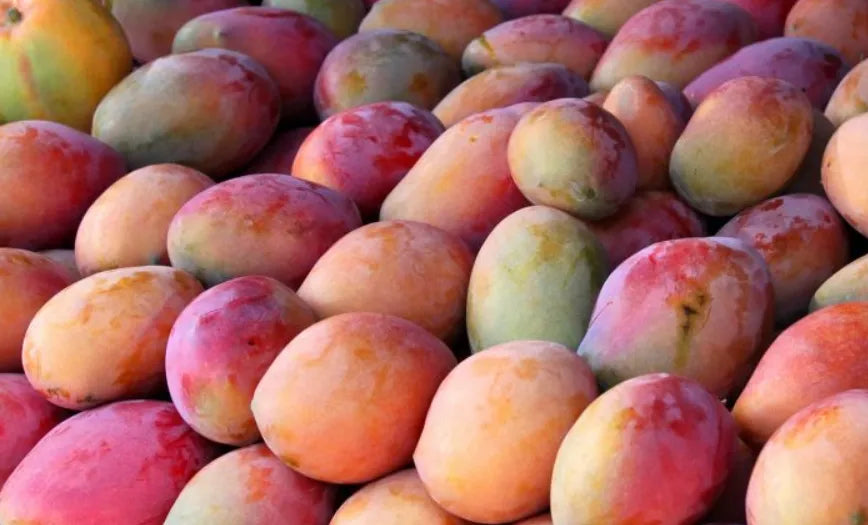 Alphonso Mango 30cm | Ratnagiri King | Blueberry Botanicals