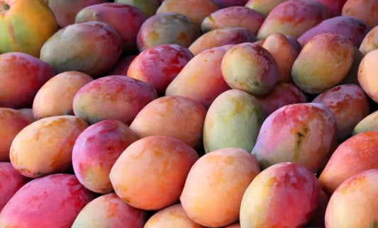 Alphonso Mango 30cm | Ratnagiri King | Blueberry Botanicals