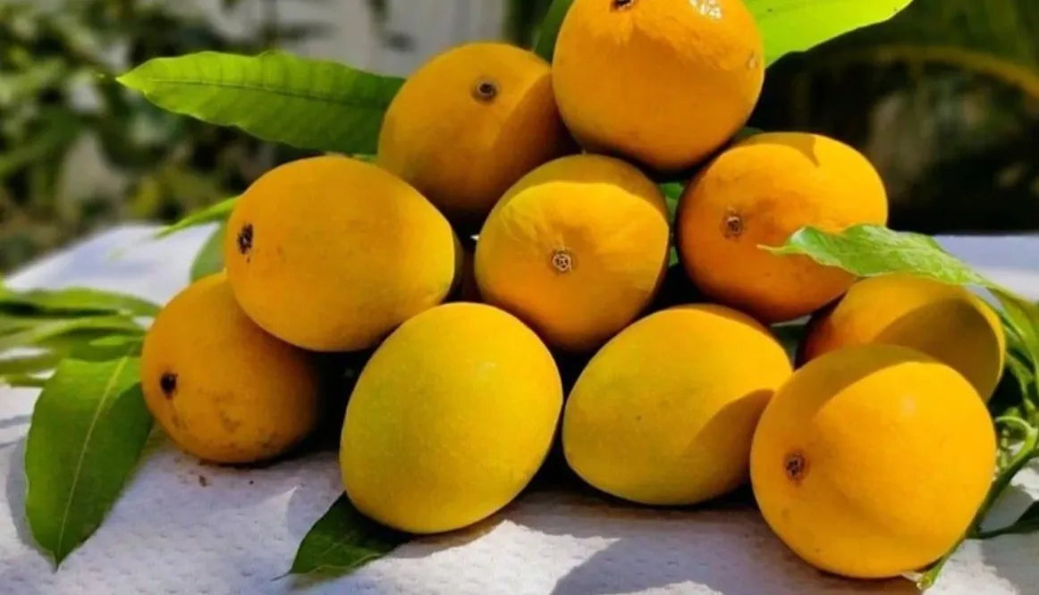 Alphonso Mango 30cm | Ratnagiri King | Blueberry Botanicals