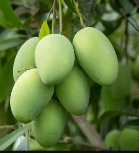 Alphonso Mango 30cm | Ratnagiri King | Blueberry Botanicals