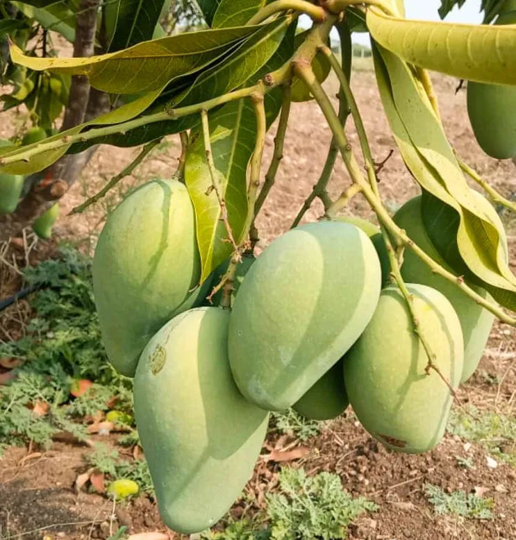 Alphonso Mango 30cm | Ratnagiri King | Blueberry Botanicals