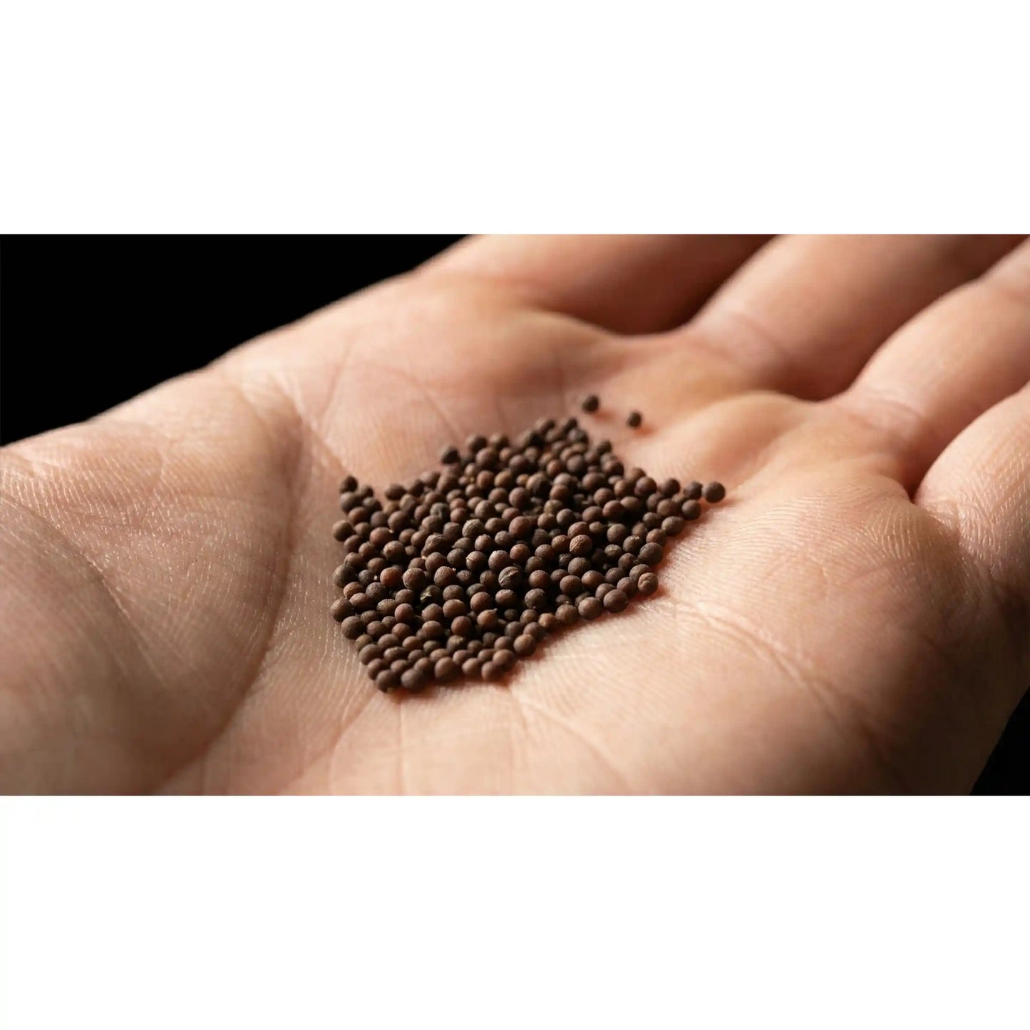 Amaranth Microgreens Seeds 100g – Fast-Growing, Nutrient-Dense Greens – Premium Quality