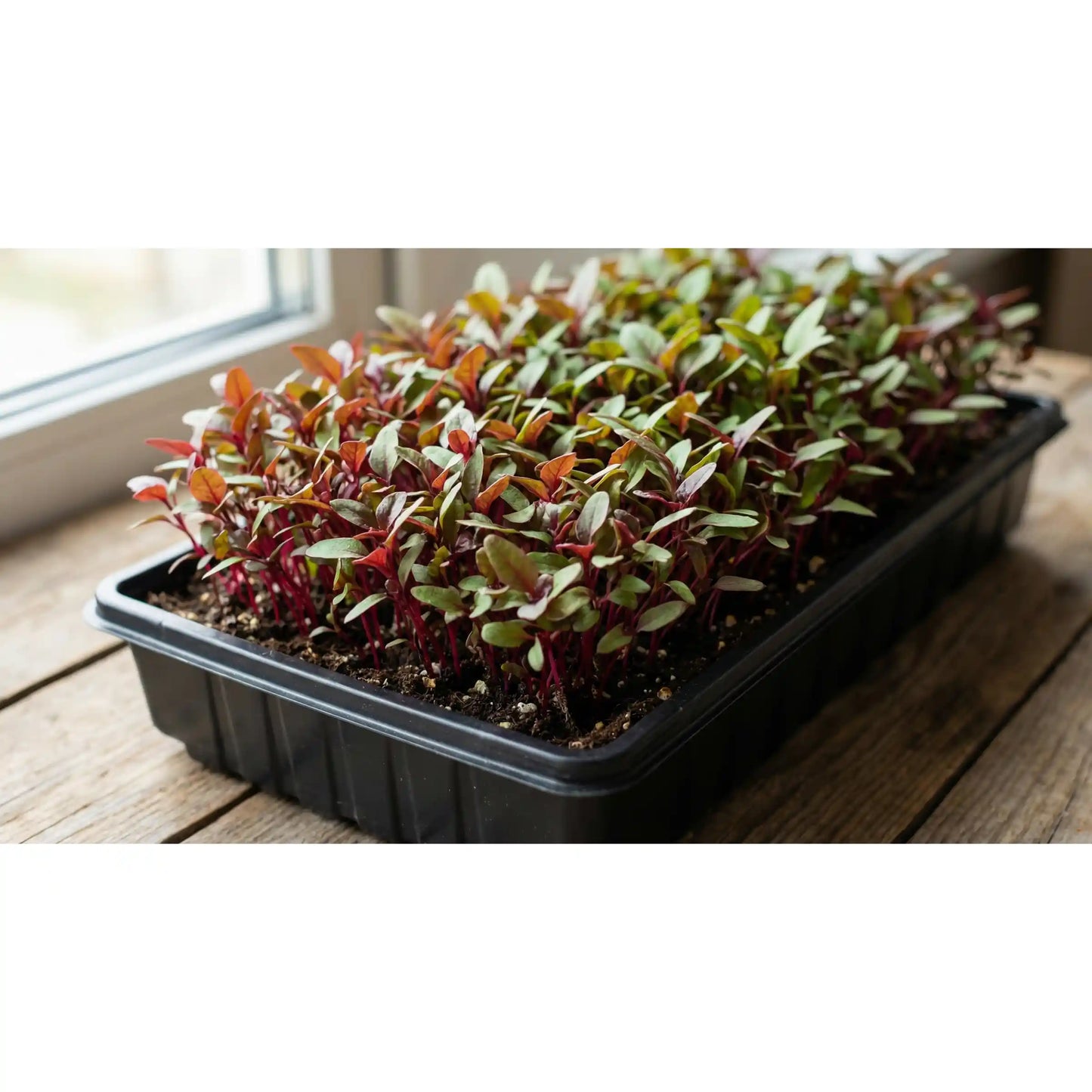 Amaranth Microgreens Seeds 100g – Fast-Growing, Nutrient-Dense Greens – Premium Quality