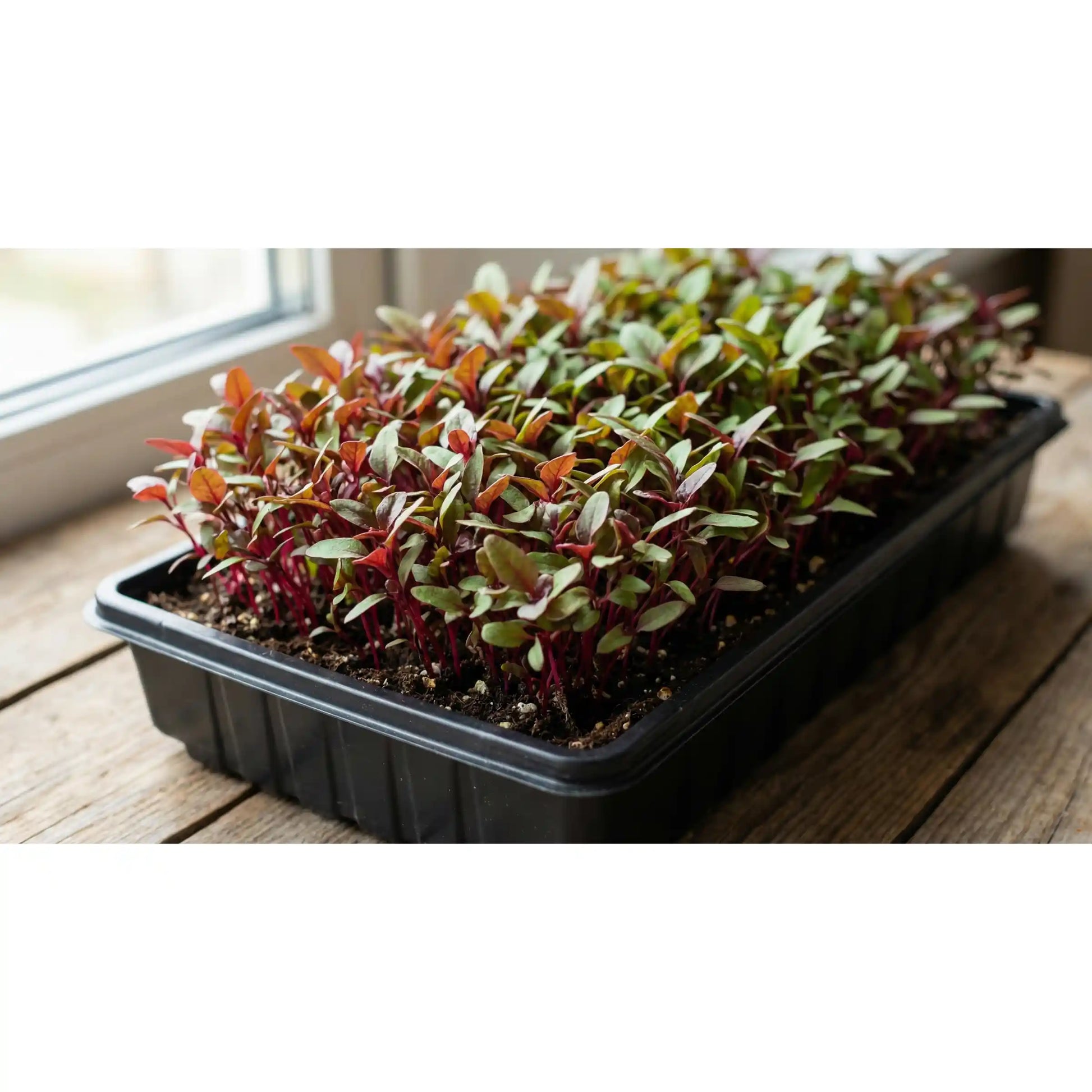 Amaranth Microgreens Seeds 100g – Fast-Growing, Nutrient-Dense Greens – Premium Quality