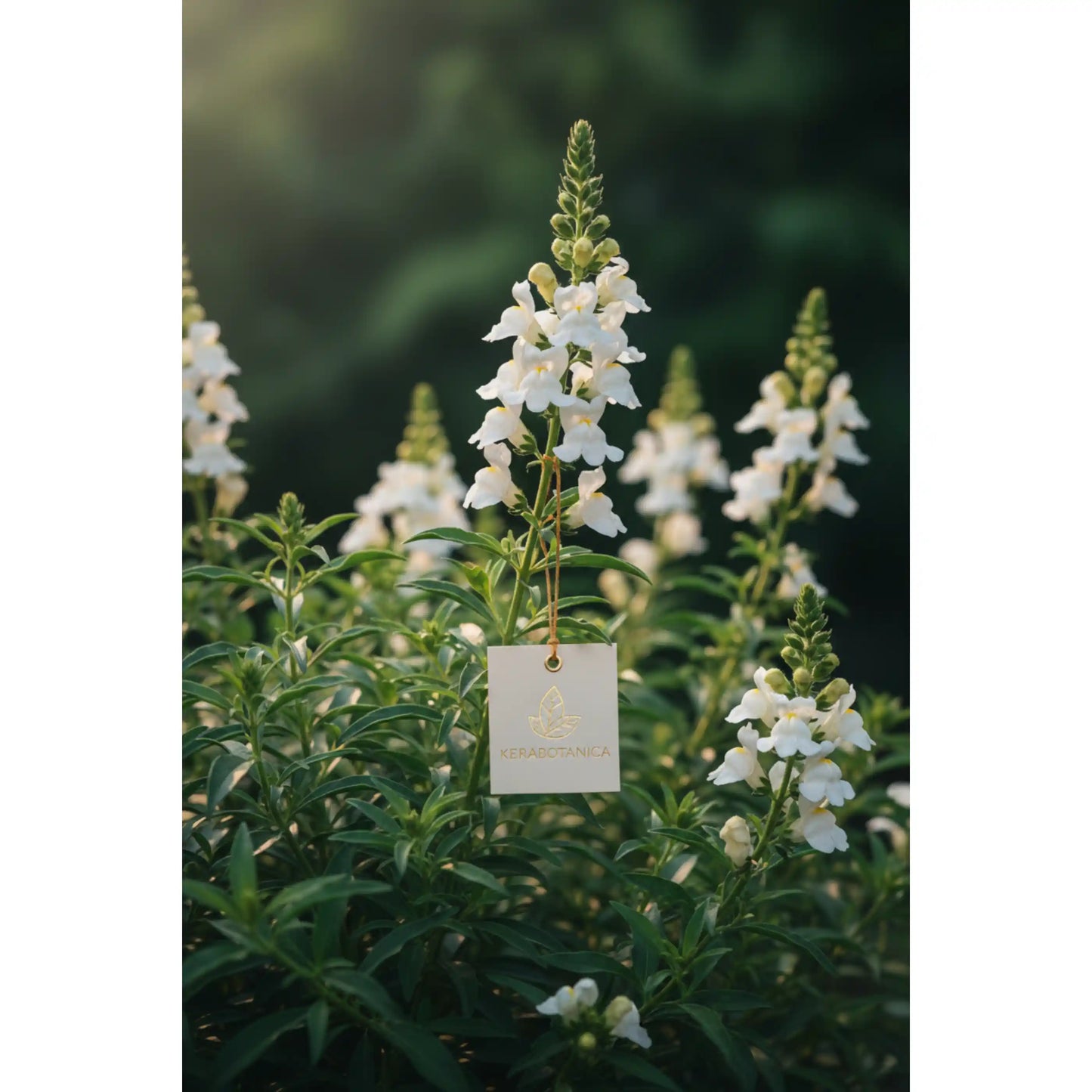 angelonia-white-plant-summer-snapdragon-ornamental-flowering-plant