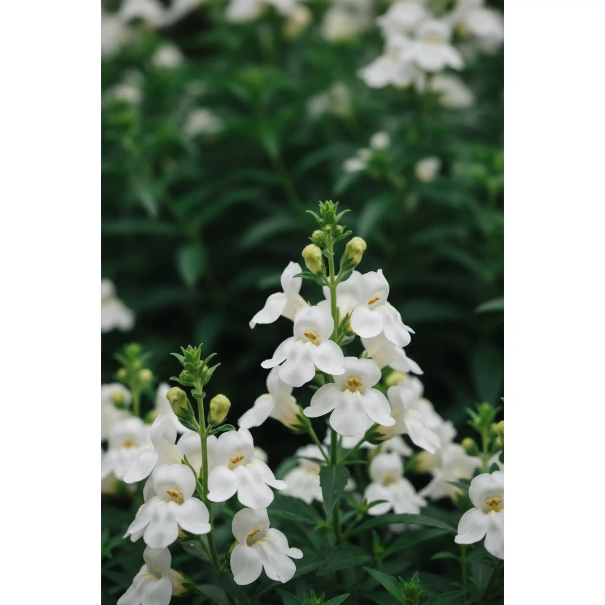 angelonia-white-plant-summer-snapdragon-ornamental-flowering-plant