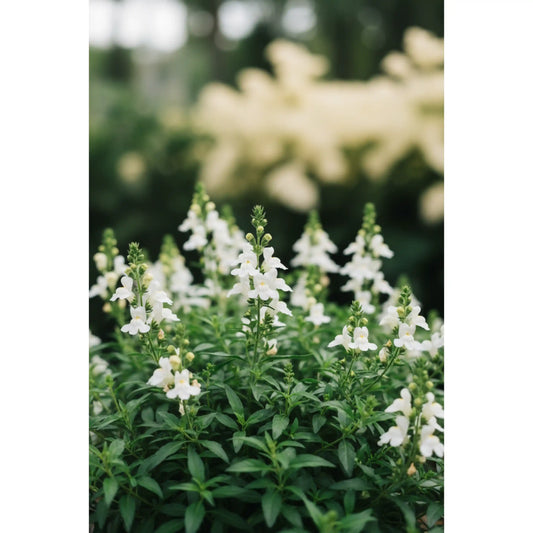 angelonia-white-plant-summer-snapdragon-ornamental-flowering-plant