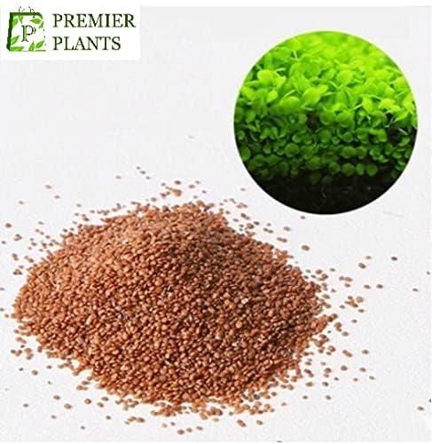 aquatic-double-leaf-aquarium-plant-seeds-g-easy-carpet-ground-cover-blueberry-botanicals