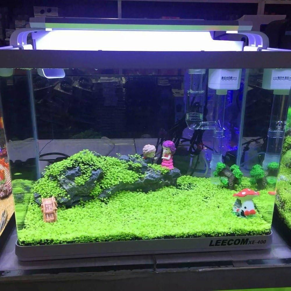 aquatic-double-leaf-aquarium-plant-seeds-g-easy-carpet-ground-cover-blueberry-botanicals