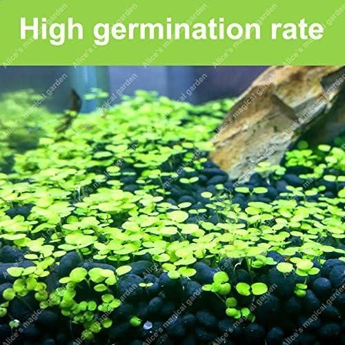 aquatic-double-leaf-aquarium-plant-seeds-g-easy-carpet-ground-cover-blueberry-botanicals