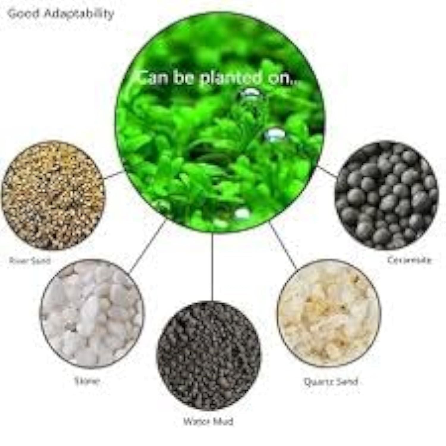 aquatic-double-leaf-aquarium-plant-seeds-g-easy-carpet-ground-cover-blueberry-botanicals