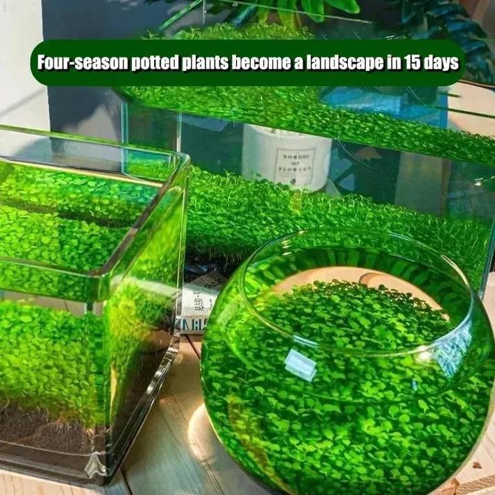 aquatic-double-leaf-aquarium-plant-seeds-g-easy-carpet-ground-cover-blueberry-botanicals