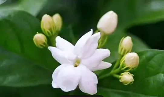 Arabian Jasmine 30cm |Jasminum Sambac | Blueberry Botanicals