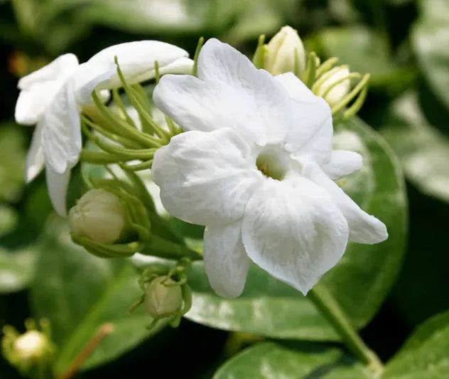 Arabian Jasmine 30cm |Jasminum Sambac | Blueberry Botanicals