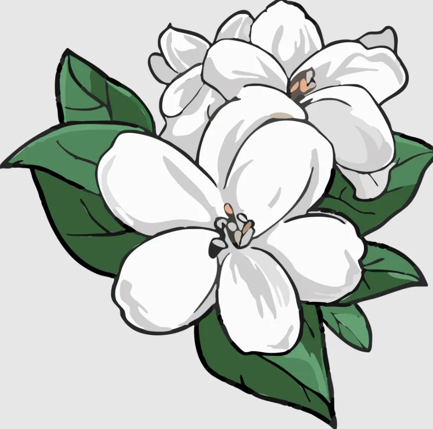 Arabian Jasmine 30cm |Jasminum Sambac | Blueberry Botanicals