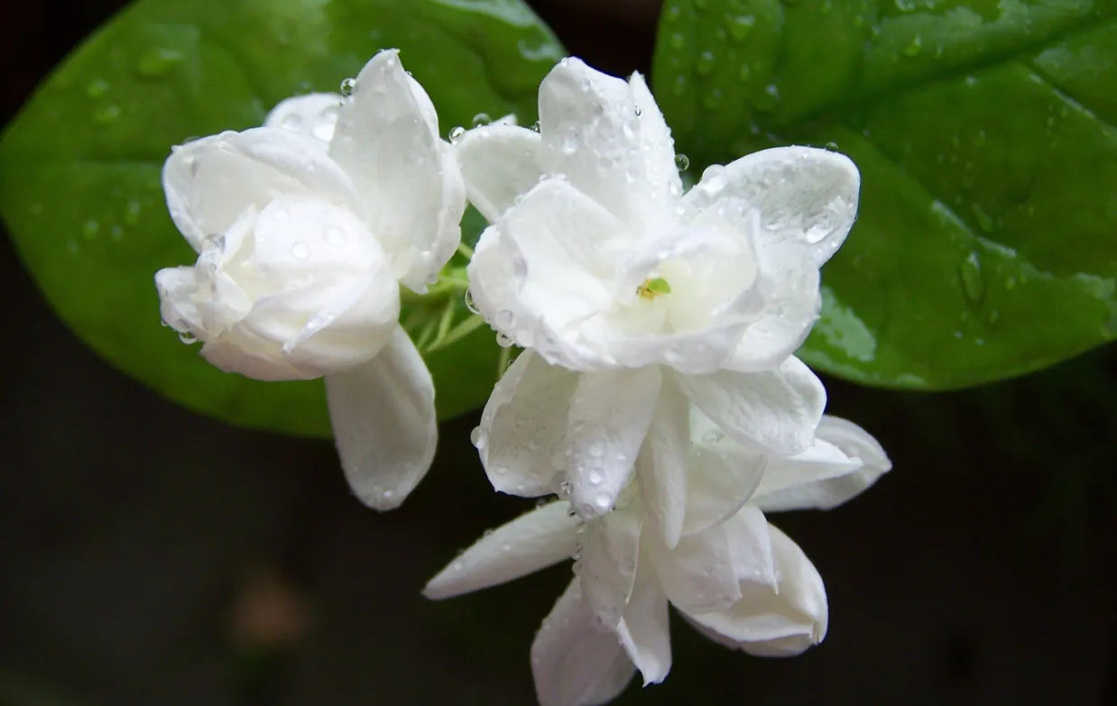 Arabian Jasmine 30cm |Jasminum Sambac | Blueberry Botanicals