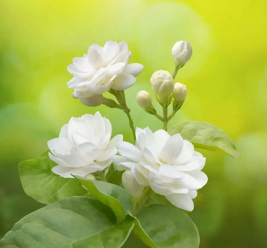 Arabian Jasmine 30cm |Jasminum Sambac | Blueberry Botanicals