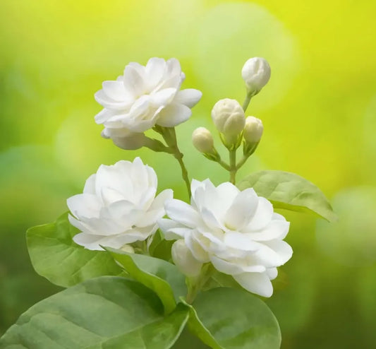 Arabian Jasmine 30cm |Jasminum Sambac | Blueberry Botanicals
