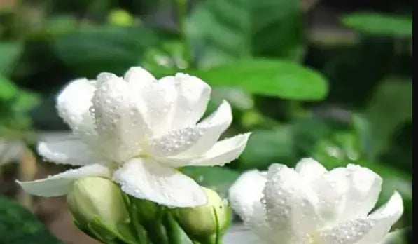 Arabian Jasmine 30cm |Jasminum Sambac | Blueberry Botanicals