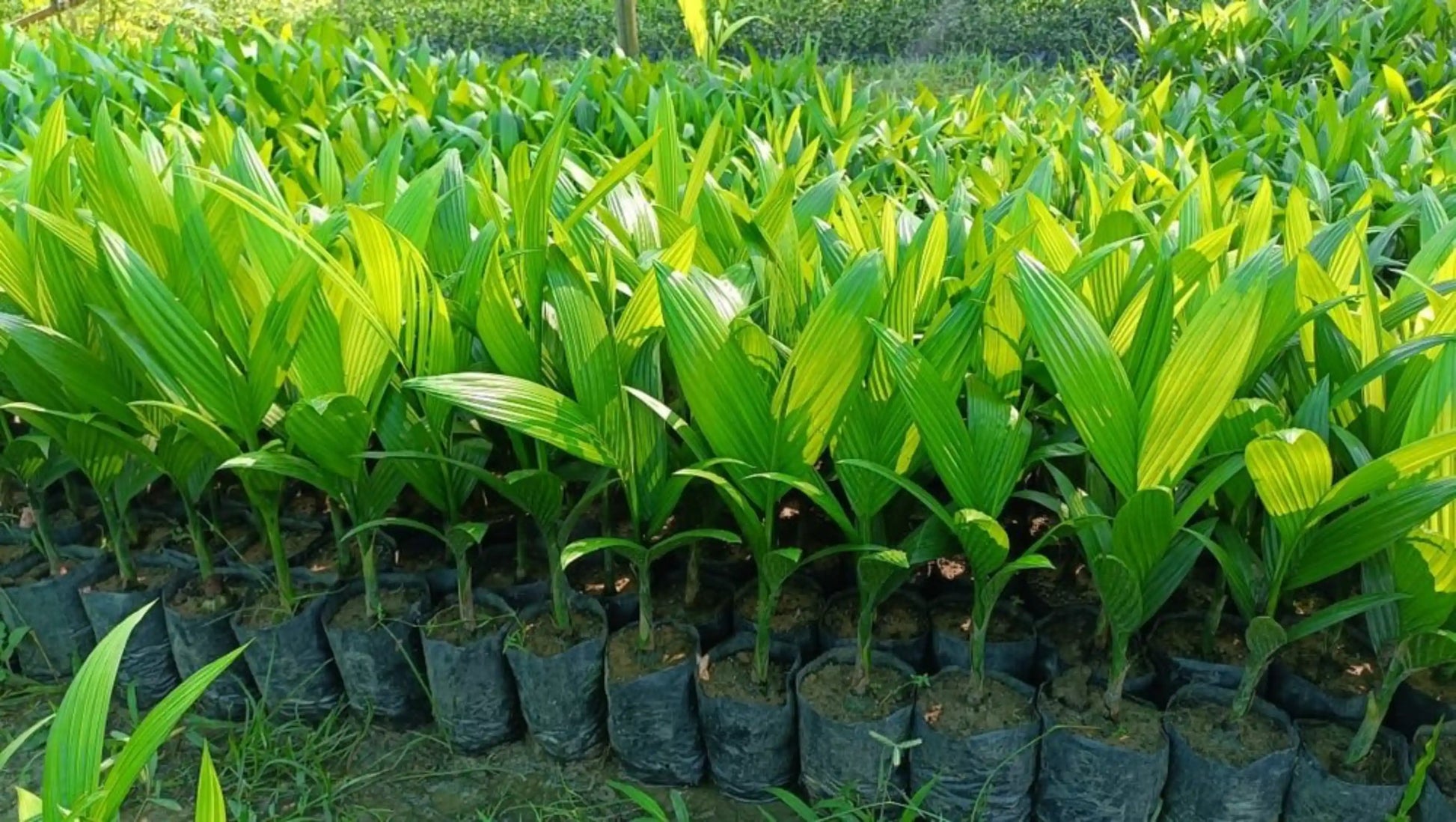 Arecanut Mangala 30cm | Areca Catechu | Blueberry Botanicals