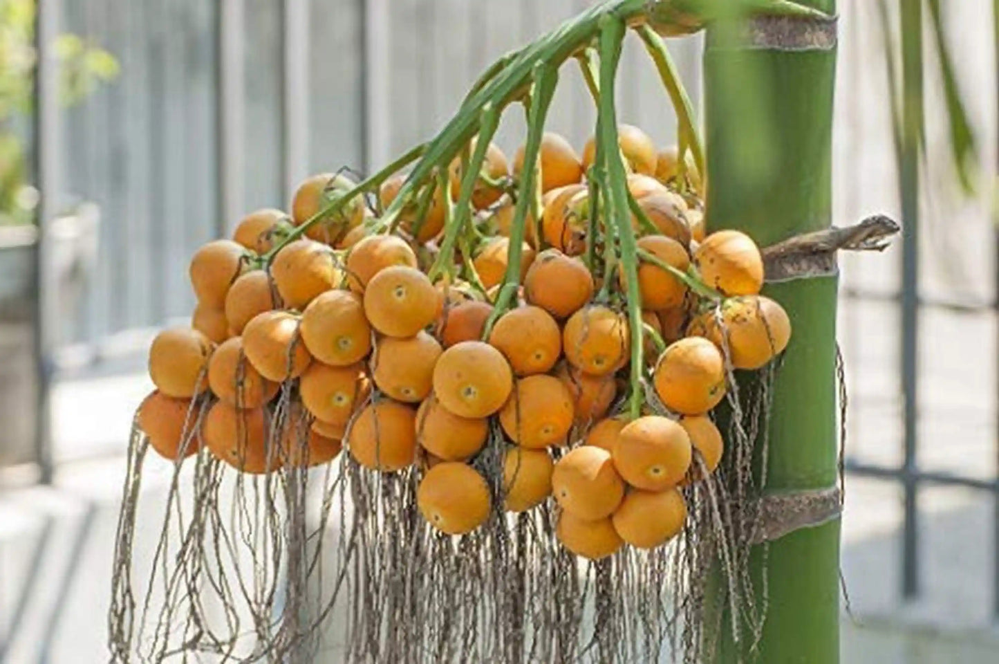 Arecanut Mangala 30cm | Areca Catechu | Blueberry Botanicals