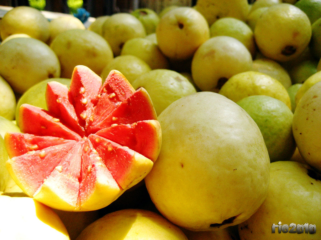 Arka Kiran Guava 30cm | Blueberry Botanicals