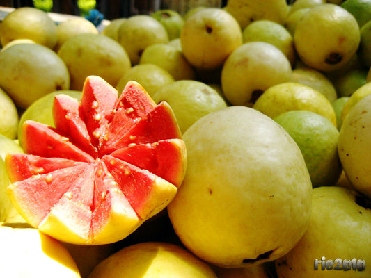 Arka Kiran Guava 30cm | Blueberry Botanicals