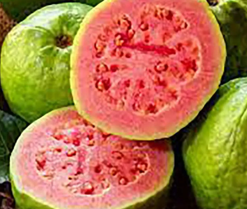 Arka Kiran Guava 30cm | Blueberry Botanicals