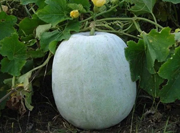 Ash Gourd Seeds Winter Melon Country Variety 25 Pack - Premium Quality