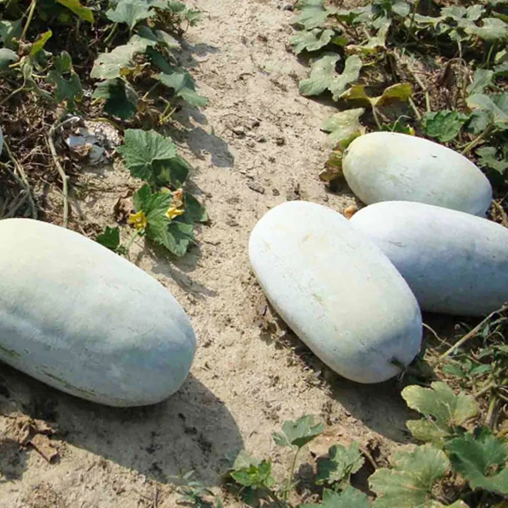 Ash Gourd Seeds Winter Melon Country Variety 25 Pack - Premium Quality