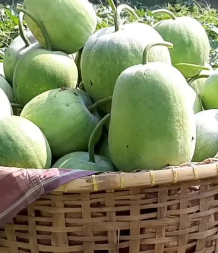 Ash Gourd Seeds Winter Melon Country Variety 25 Pack - Premium Quality