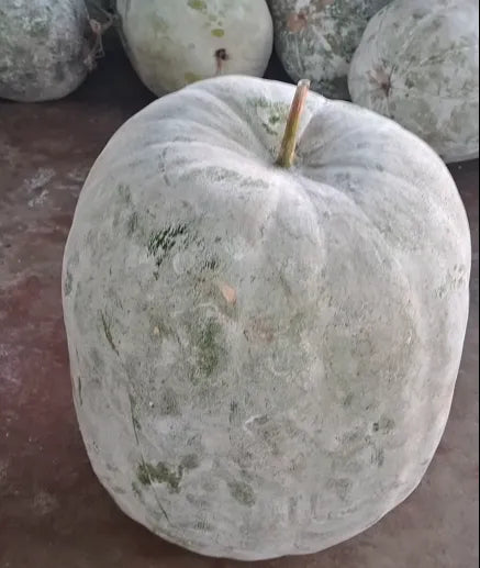 Ash Gourd Seeds Winter Melon Country Variety 25 Pack - Premium Quality