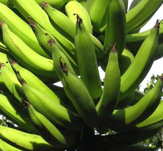Banana Tissue culture  Swarnamukhi Variety-Musa paradisiaca-30 cms