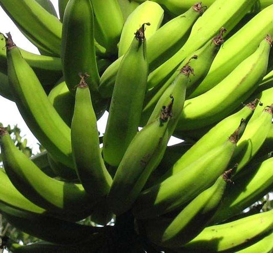 Banana Tissue culture  Swarnamukhi Variety-Musa paradisiaca-30 cms