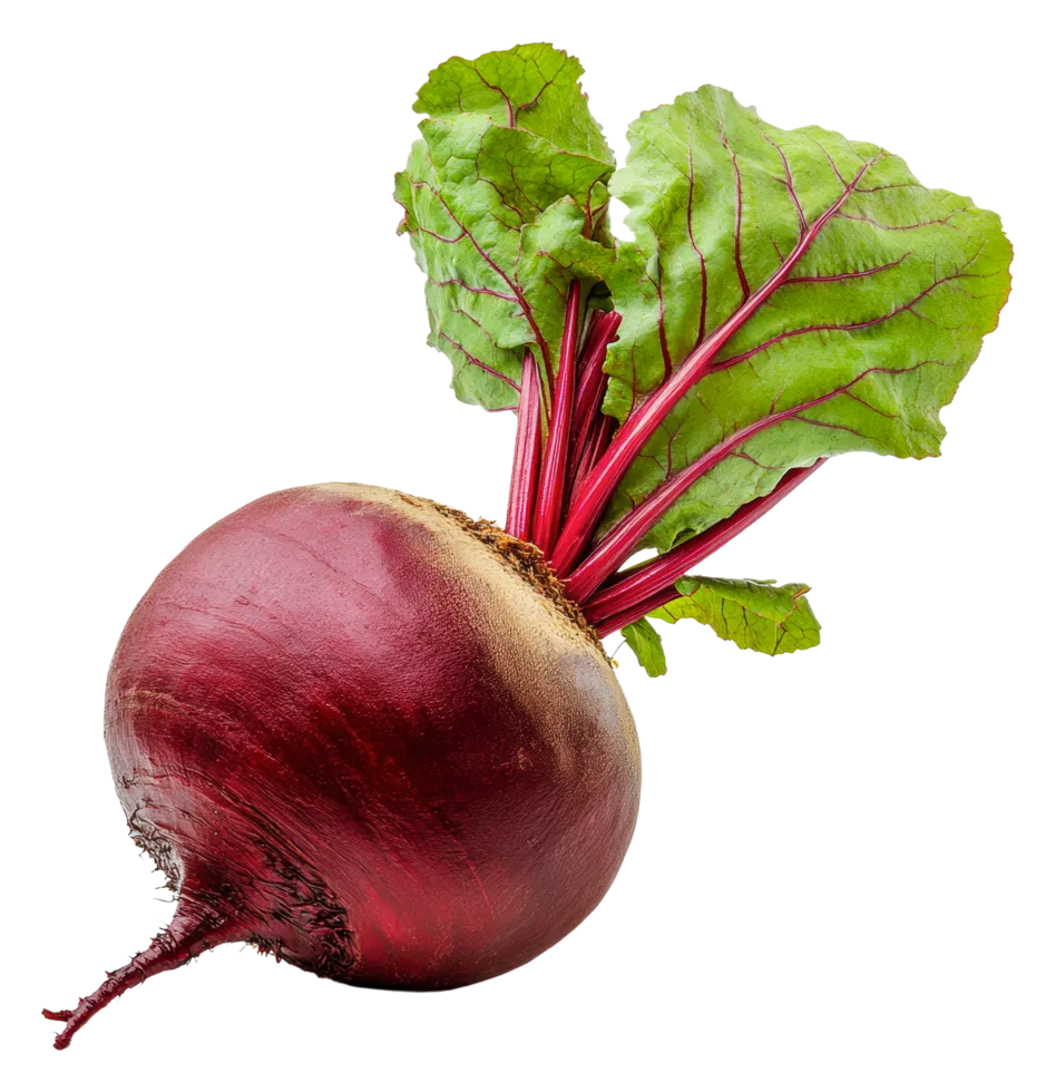 Beetroot Seeds 70pcs - Country Variety Sweet Red Roots-Blueberry Botanicals