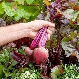 beetroot-seeds-pcs-high-yielding-beta-vulgaris-free-organic-pot-mix-blueberry-botanicals