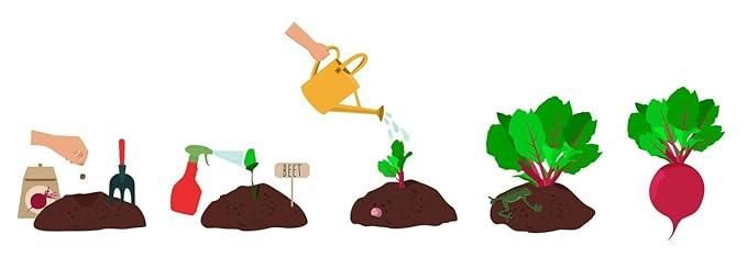 beetroot-seeds-pcs-high-yielding-beta-vulgaris-free-organic-pot-mix-blueberry-botanicals