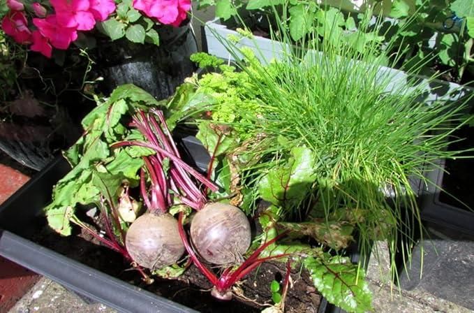 beetroot-seeds-pcs-high-yielding-beta-vulgaris-free-organic-pot-mix-blueberry-botanicals