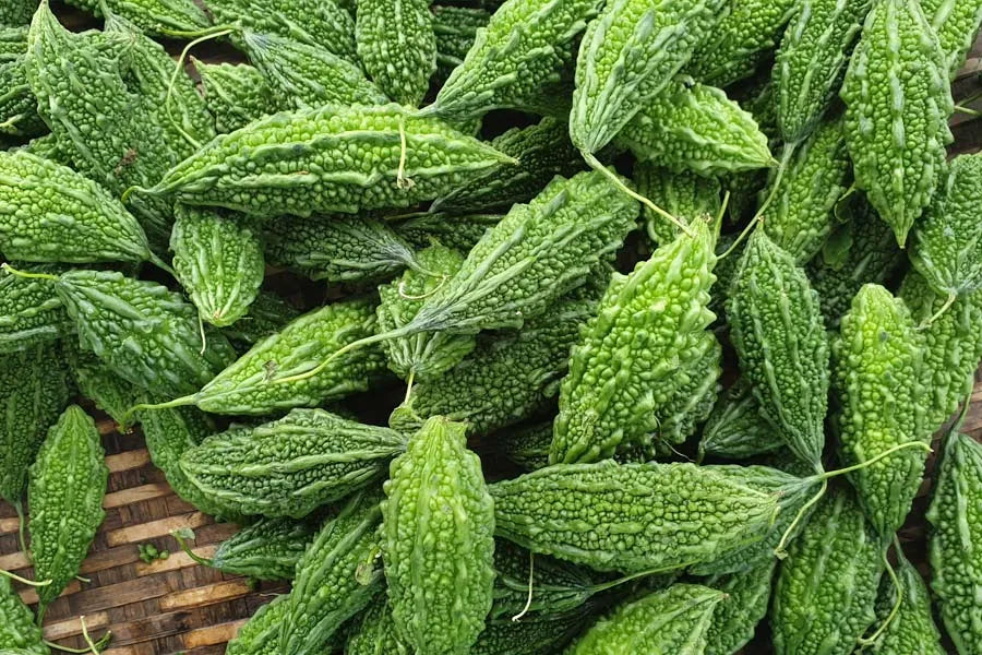 Bitter Gourd Seeds 10pcs - Country Variety Medicinal Climbing