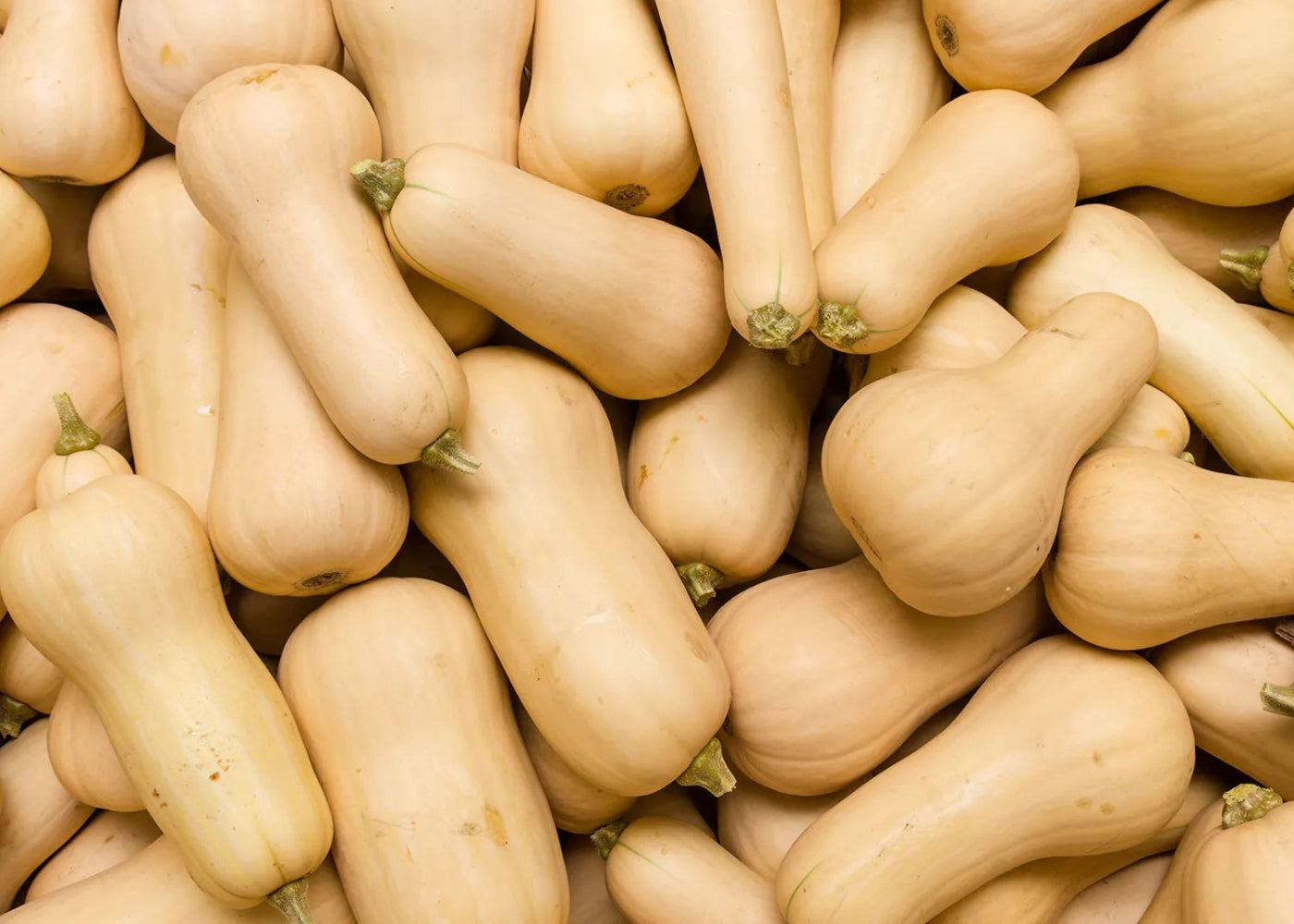 Butternut Seeds Country Variety 20 Pack - Premium Quality