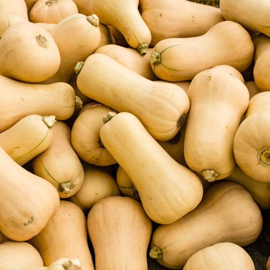 Butternut Seeds Country Variety 20 Pack - Premium Quality
