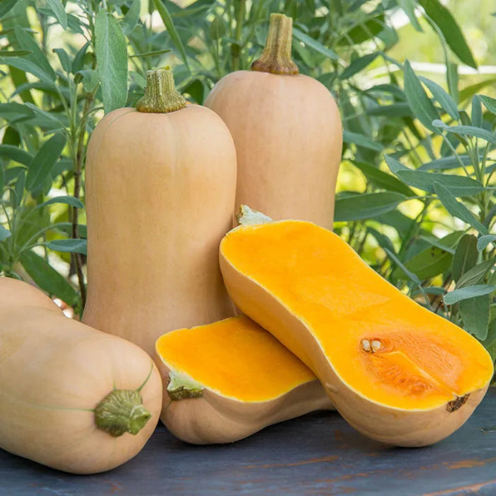 Butternut Seeds Country Variety 20 Pack - Premium Quality