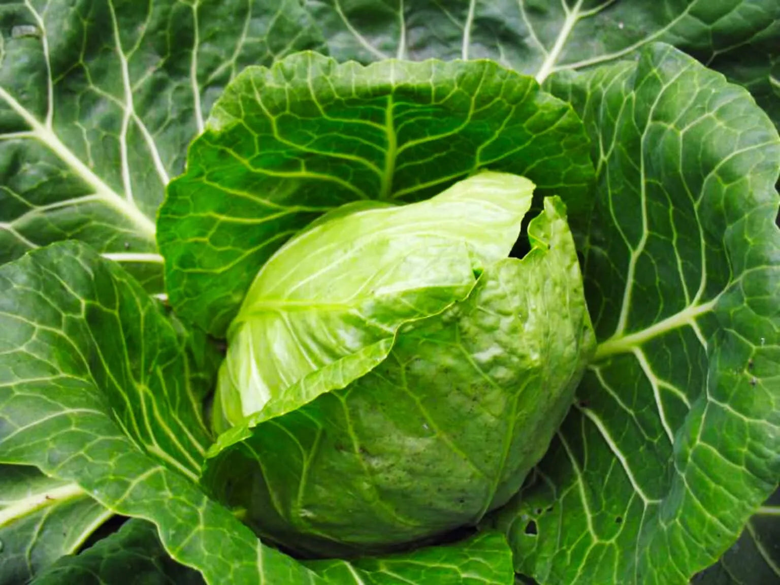 Cabbage Seeds White 100pcs - Country Variety Cool Season- Blueberry Botanicals