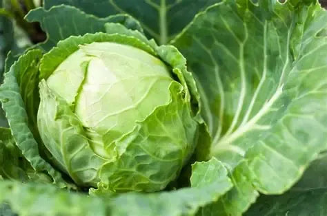 Cabbage Seeds White 100pcs - Country Variety Cool Season- Blueberry Botanicals
