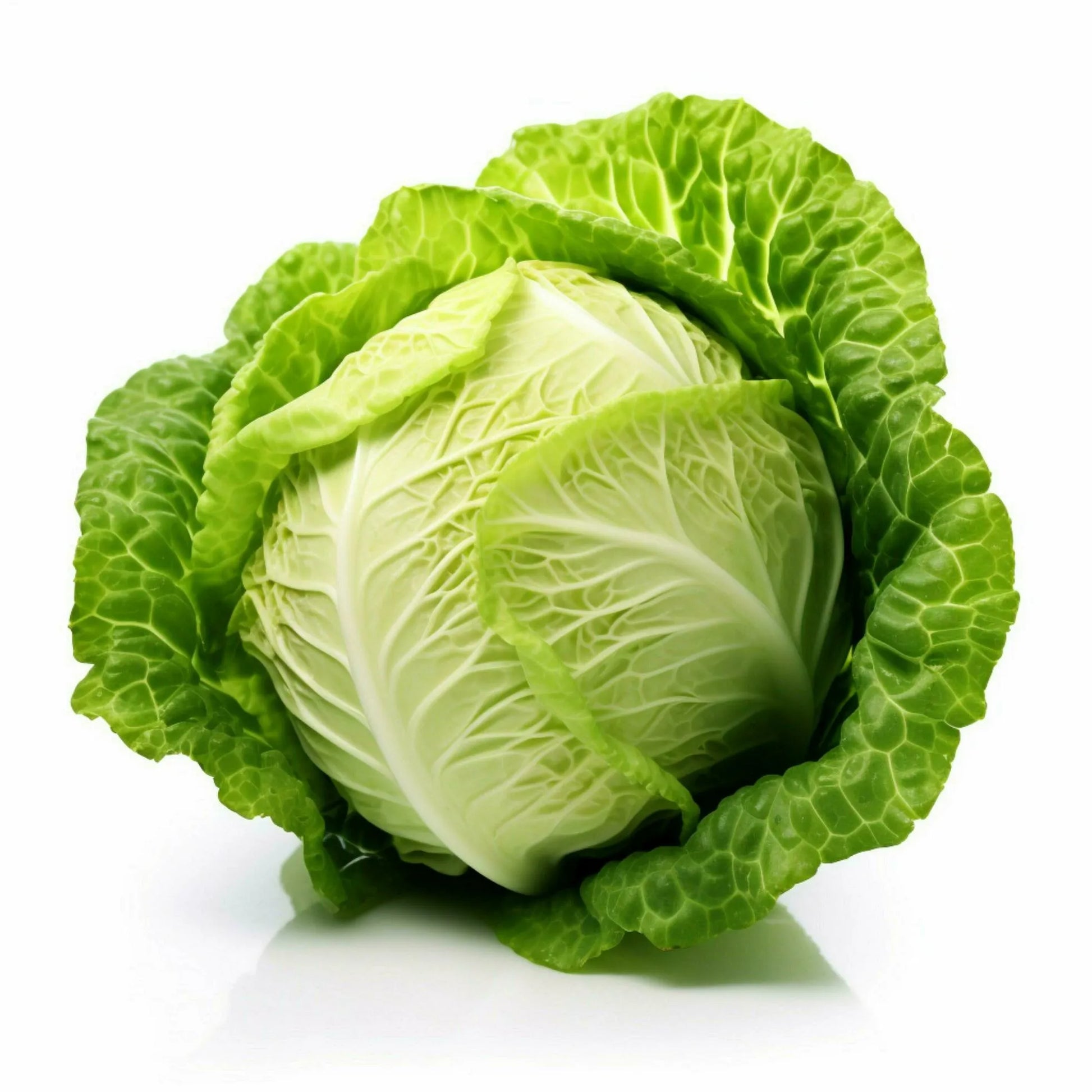 Cabbage Seeds White 100pcs - Country Variety Cool Season- Blueberry Botanicals