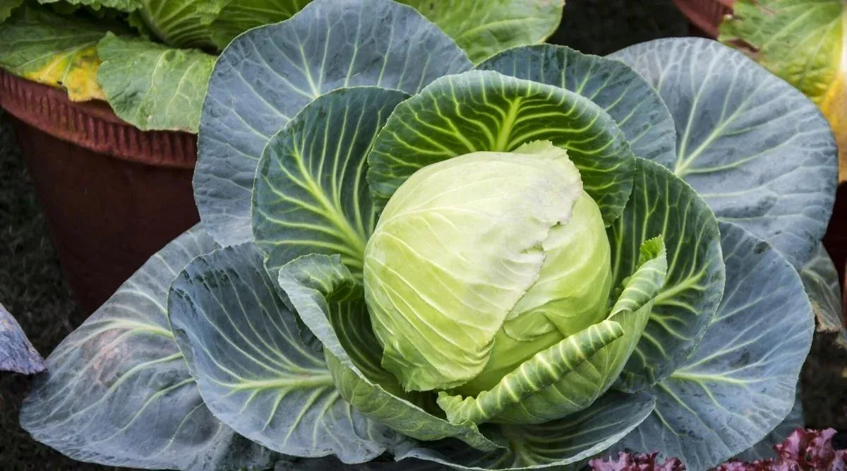 Cabbage Seeds White 100pcs - Country Variety Cool Season- Blueberry Botanicals